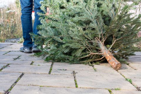 Entsorgung von Weihnachtsbäumen