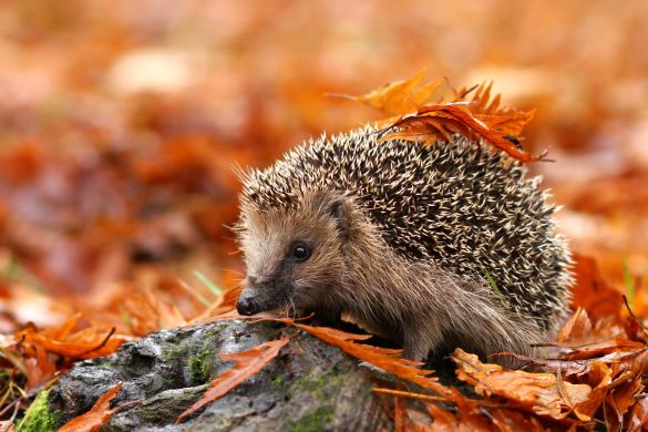 Herbstzeit ist Igelzeit